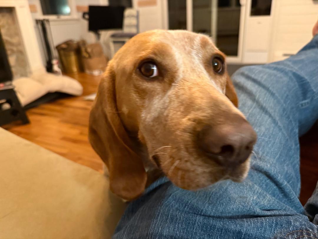 Rusty, a Adoptable mixed breed in Lexington, MA image 5/6