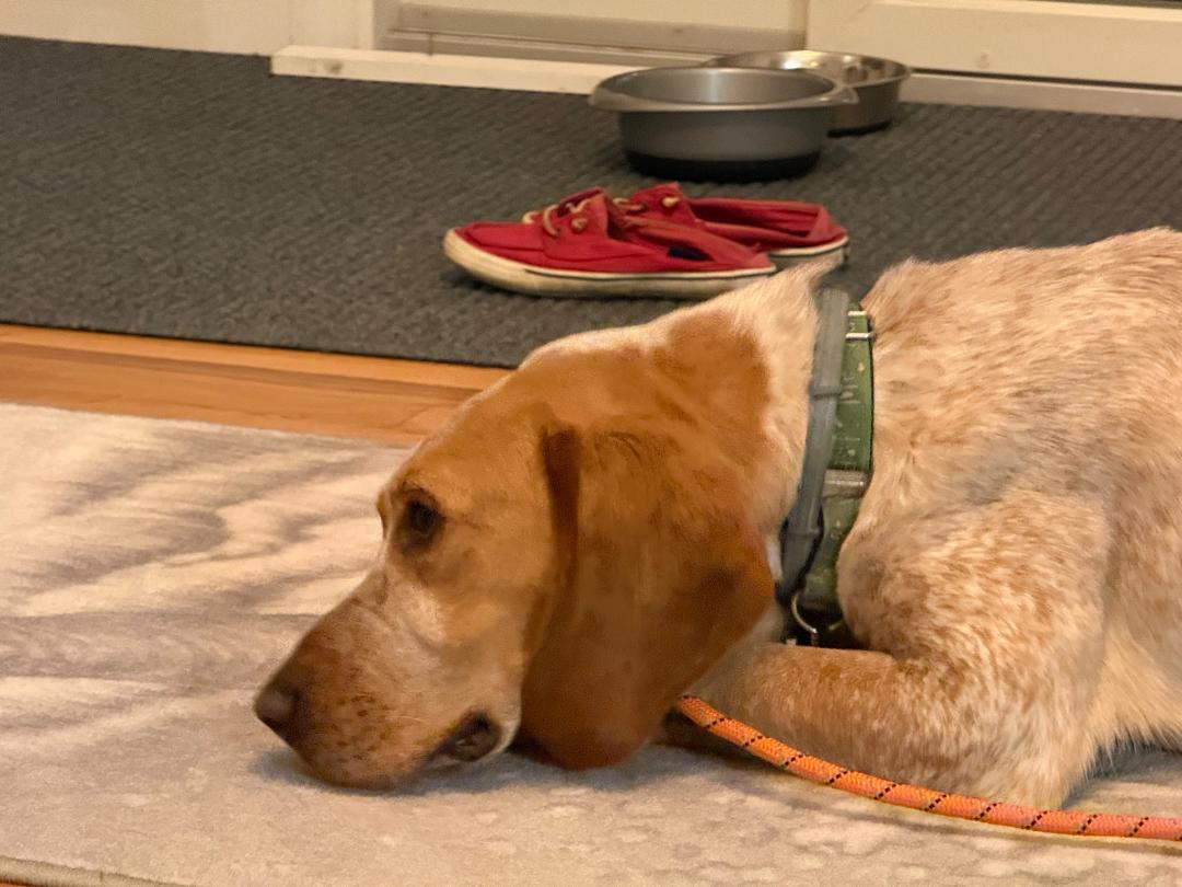 Rusty, a Adoptable mixed breed in Lexington, MA image 6/6