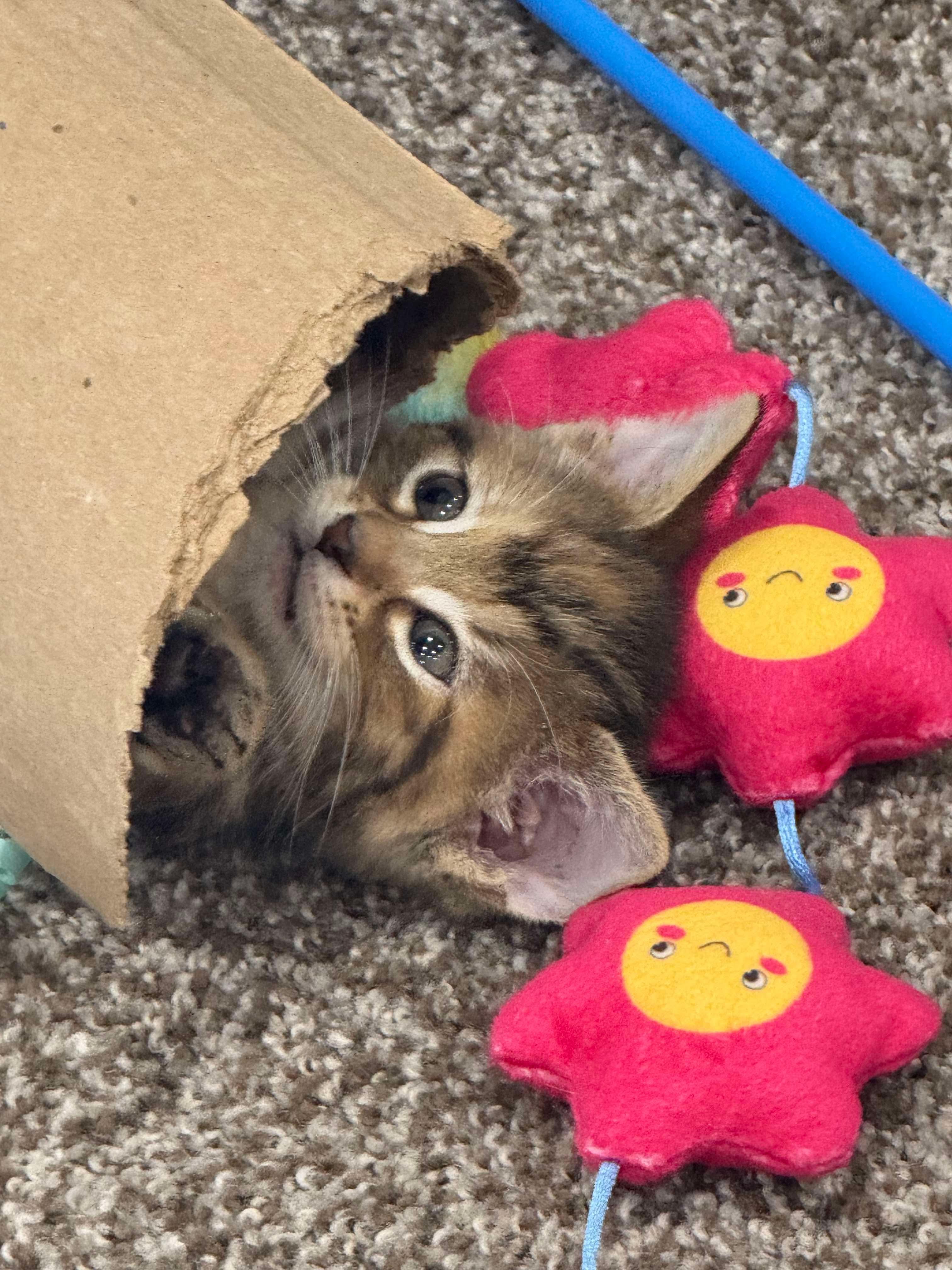 Pearl, Adopted, Kitten Female Domestic Short Hair.