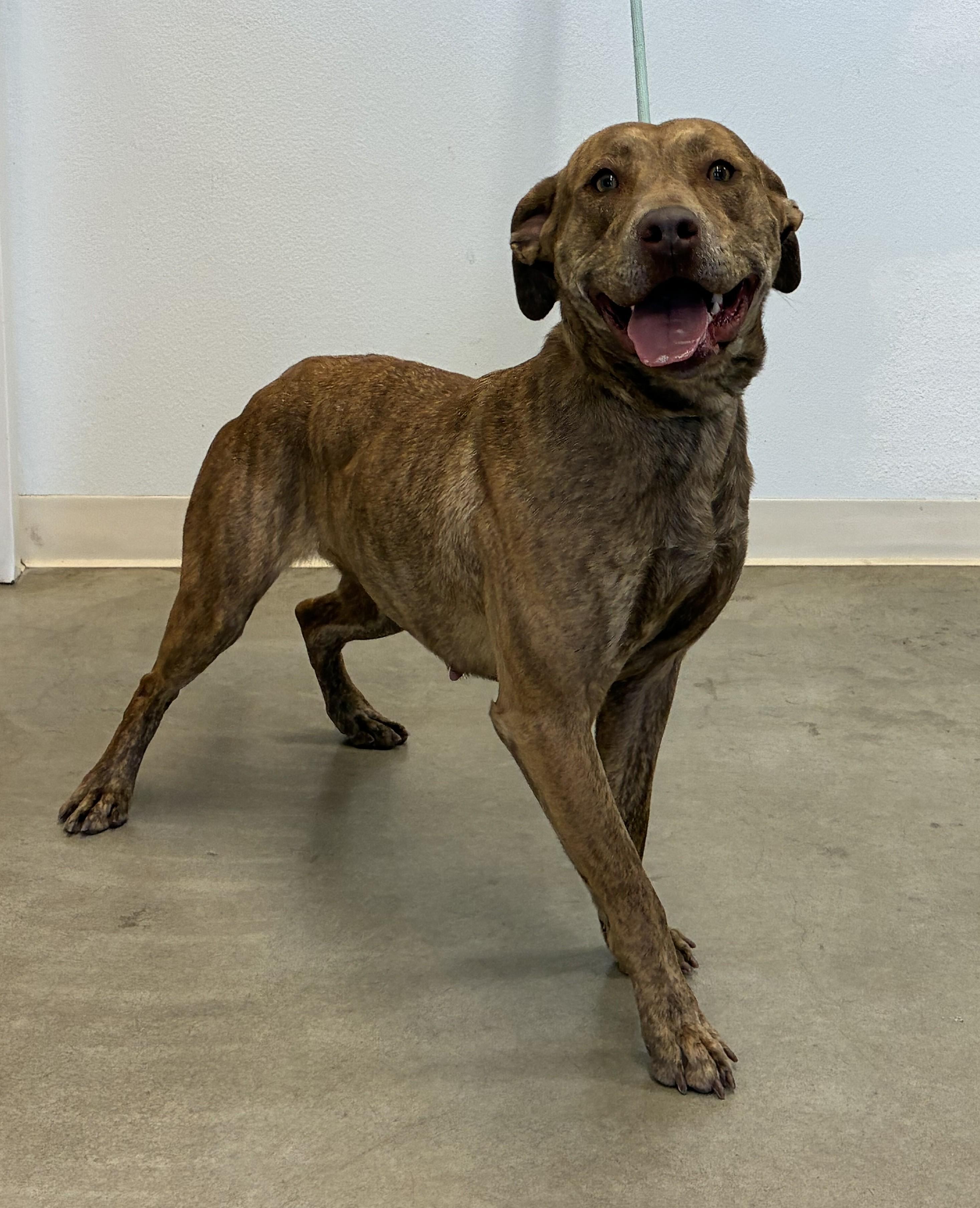 Enlarge Teddi, a ADOPTABLE mixed breed in Sterling, CO image 2/2