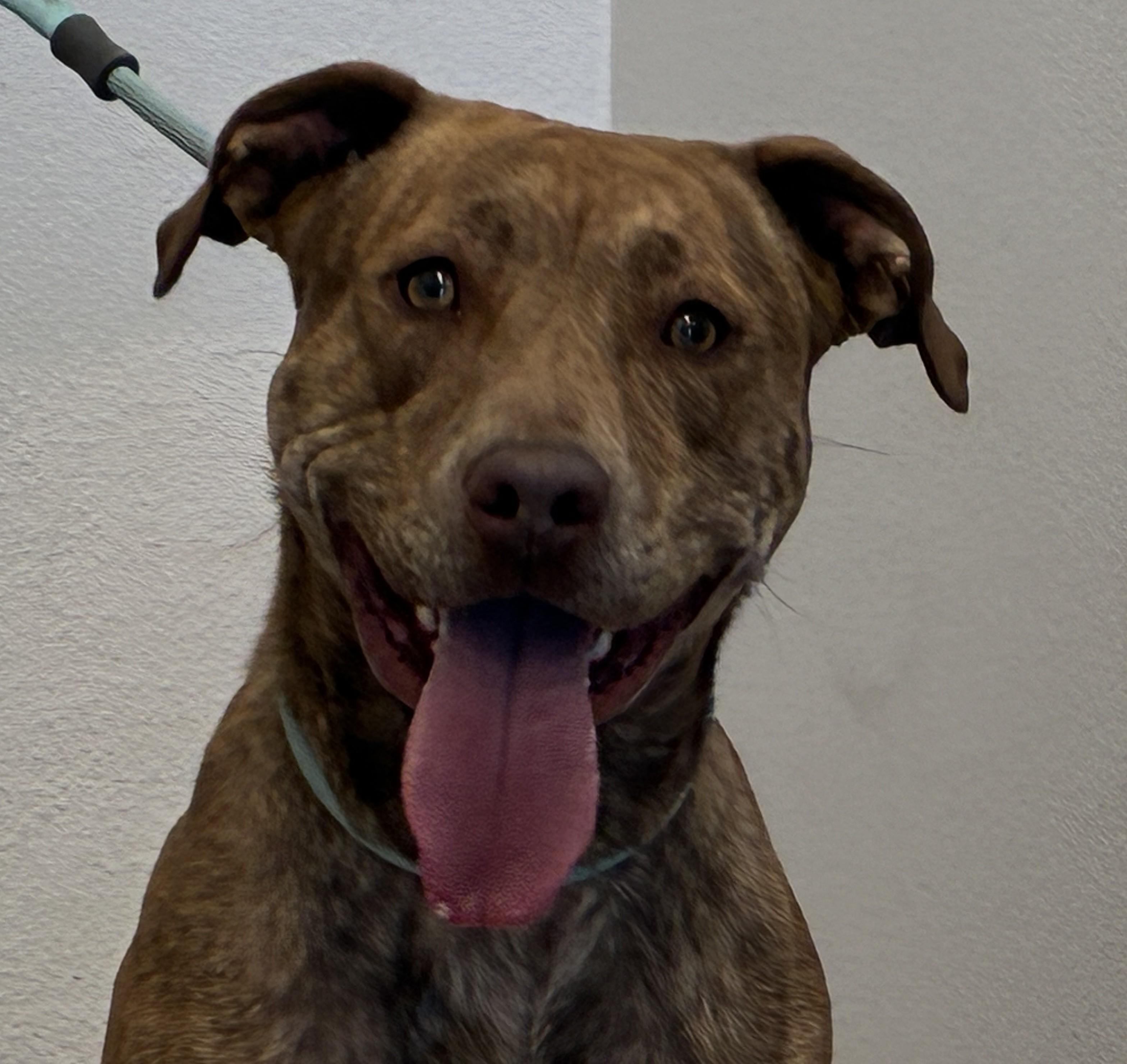Enlarge Teddi, a ADOPTABLE mixed breed in Sterling, CO image 1/2