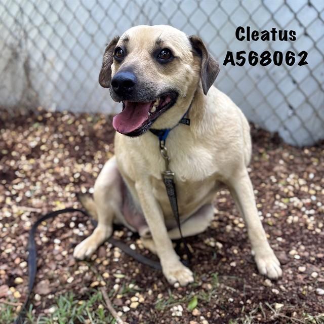 CLEATUS, Adoptable, Adult Male Labrador Retriever & Mixed Breed.