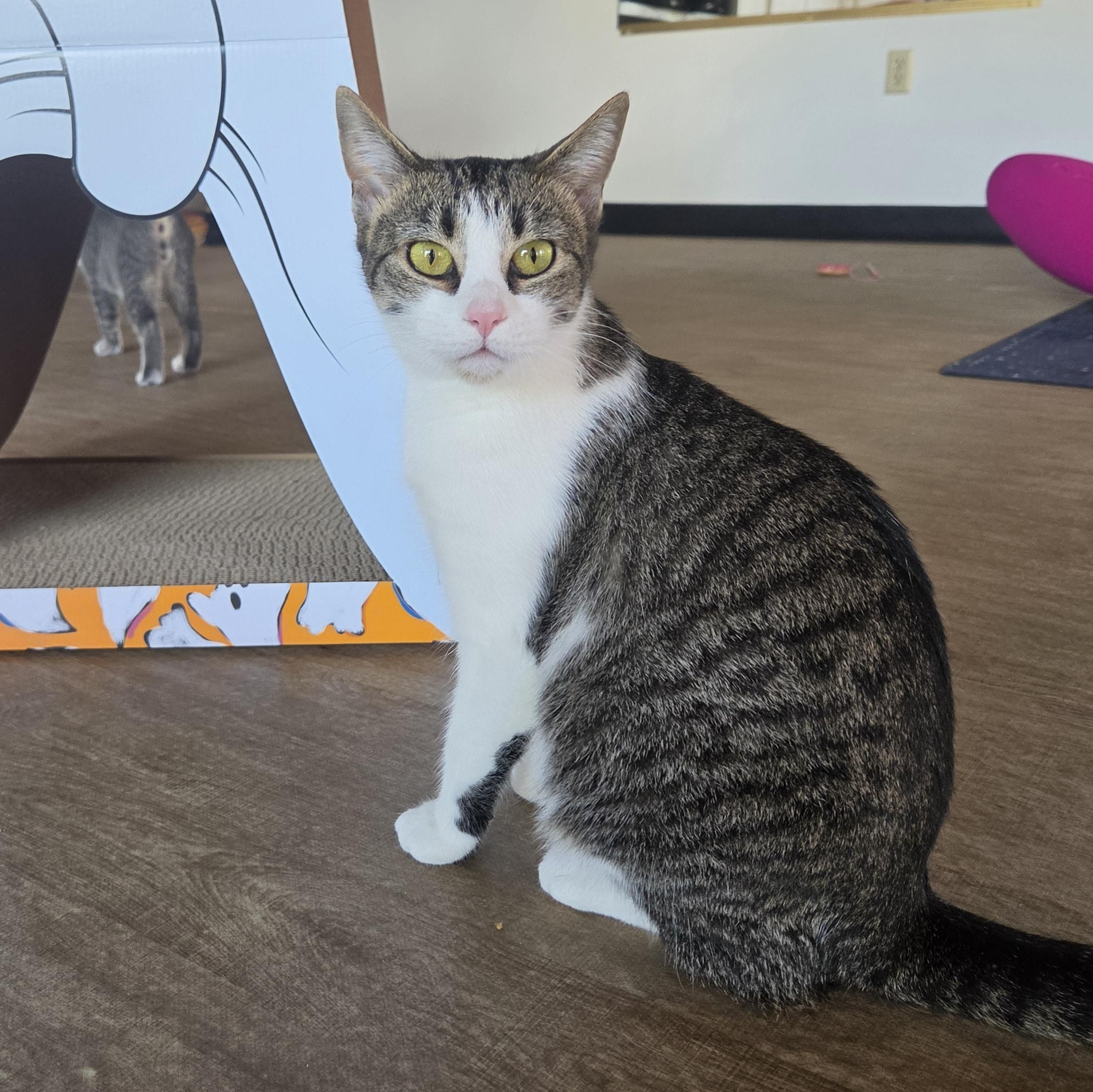 Maple, Adoptable, Young Female Domestic Short Hair.