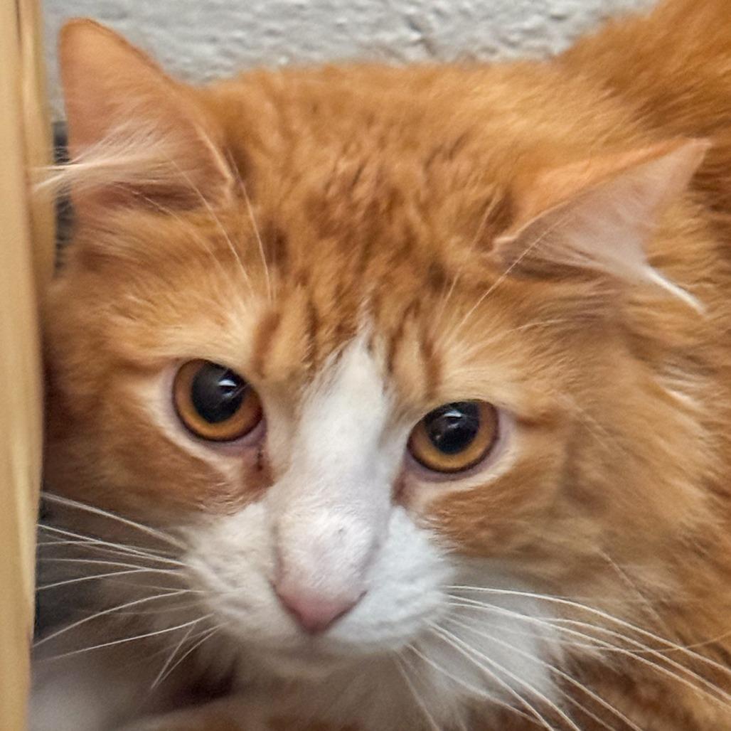 Gary, Adoptable, Adult Male Domestic Long Hair.