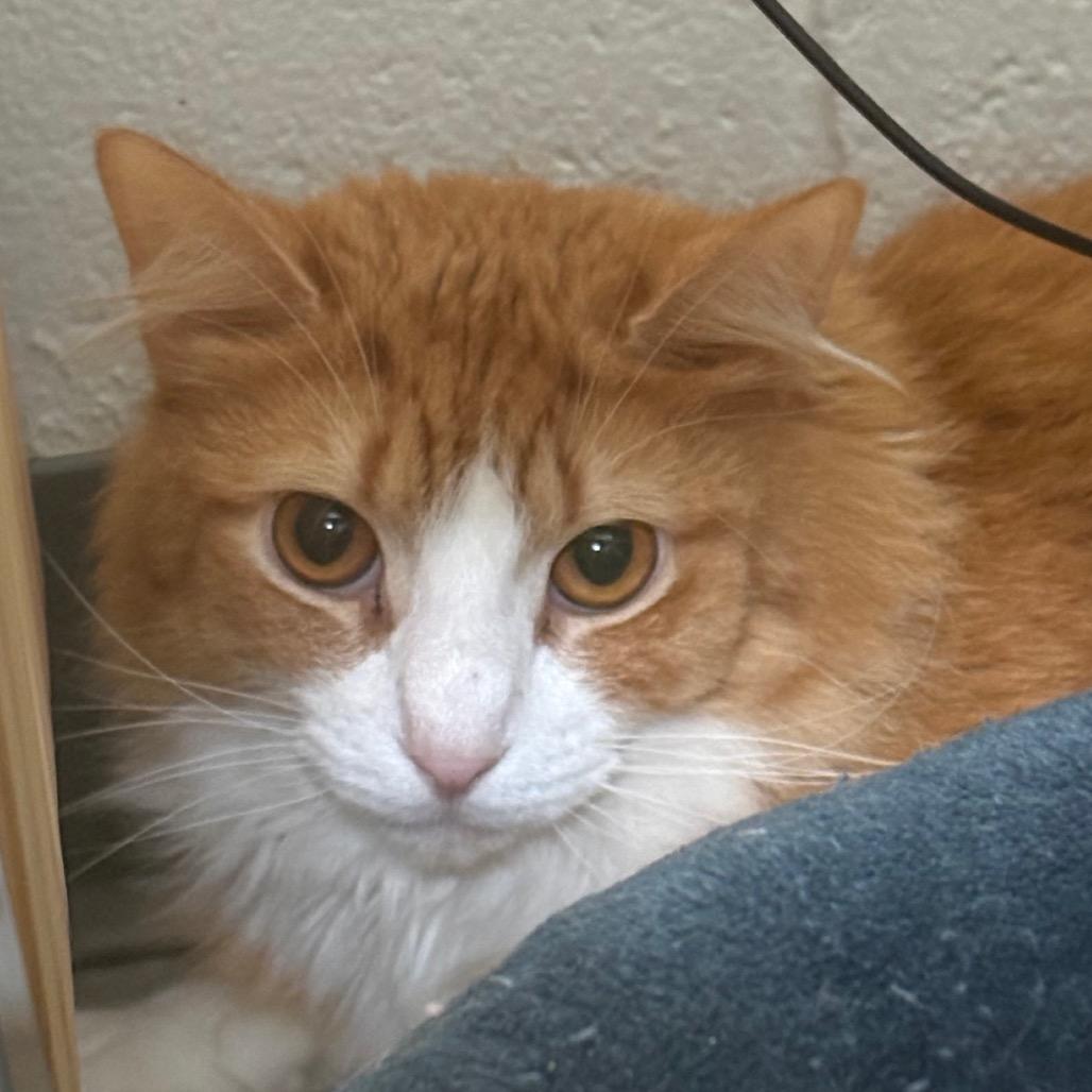 Gary, a Adoptable Domestic Long Hair in Kennebunk, ME image 2/3