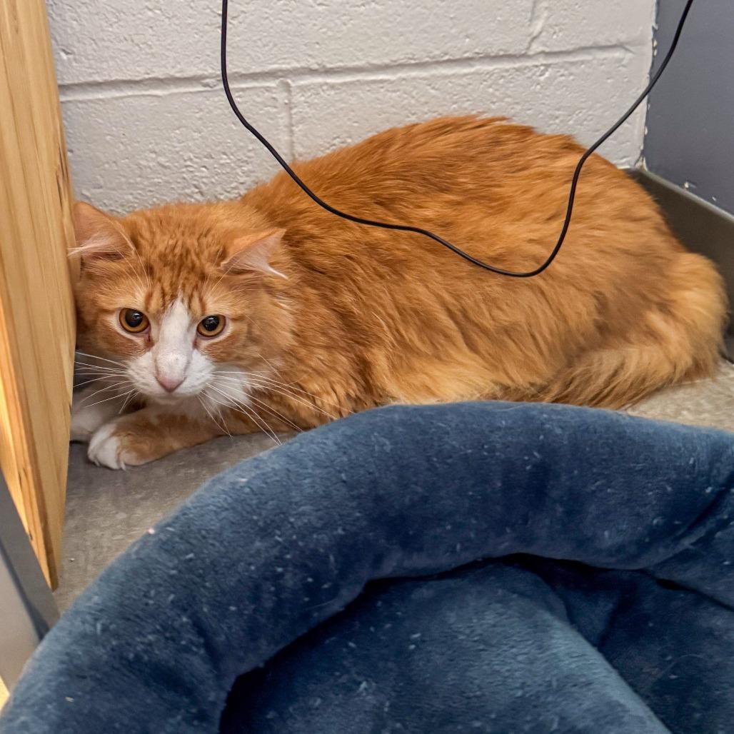 Gary, a Adoptable Domestic Long Hair in Kennebunk, ME image 3/3