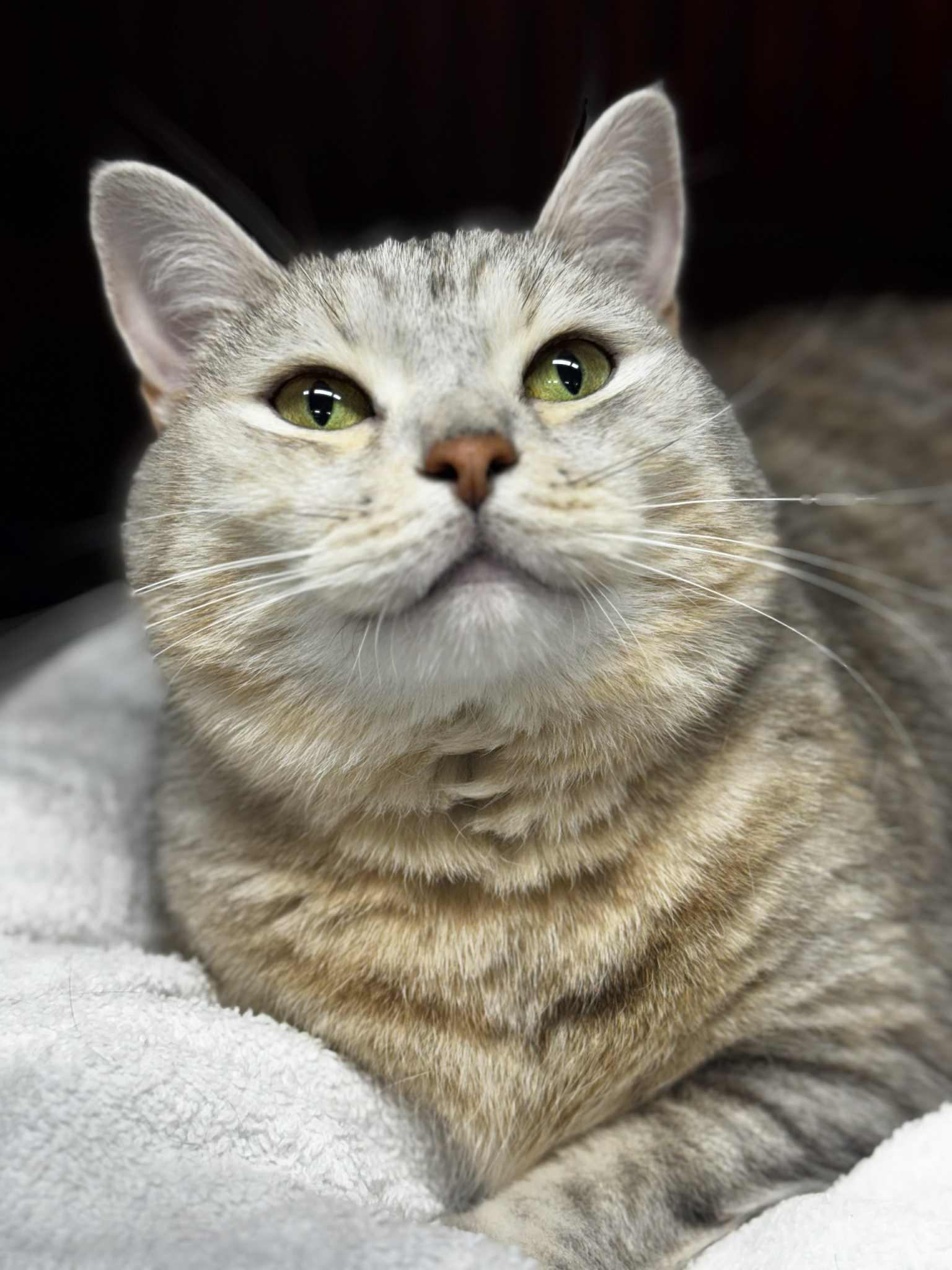 Pusheen, Adult Female unknown