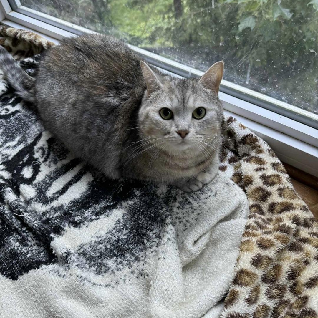 Pusheen photo 4