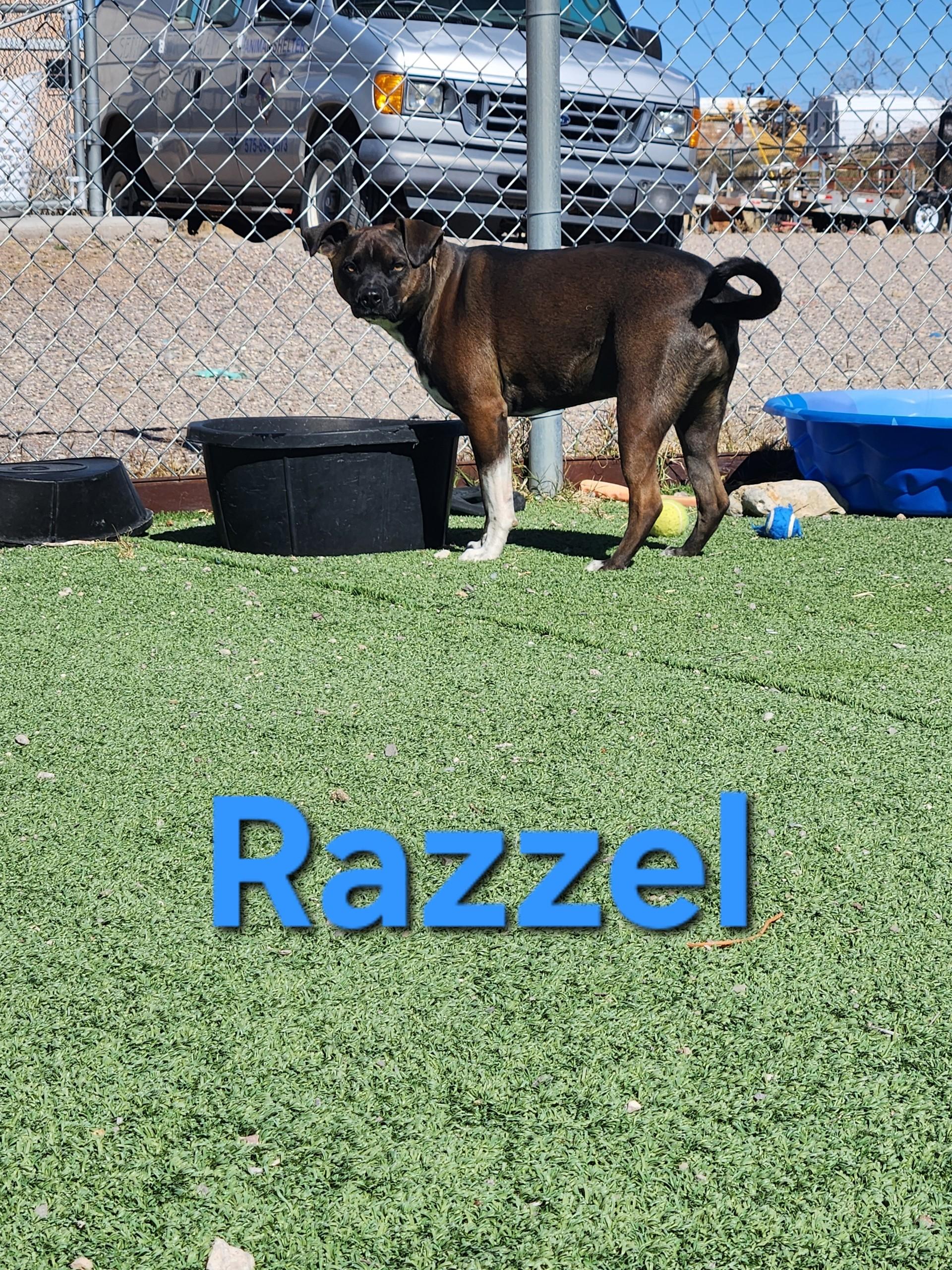 Razzel, a ADOPTABLE mixed breed in Truth or Consequences , NM image 4/6