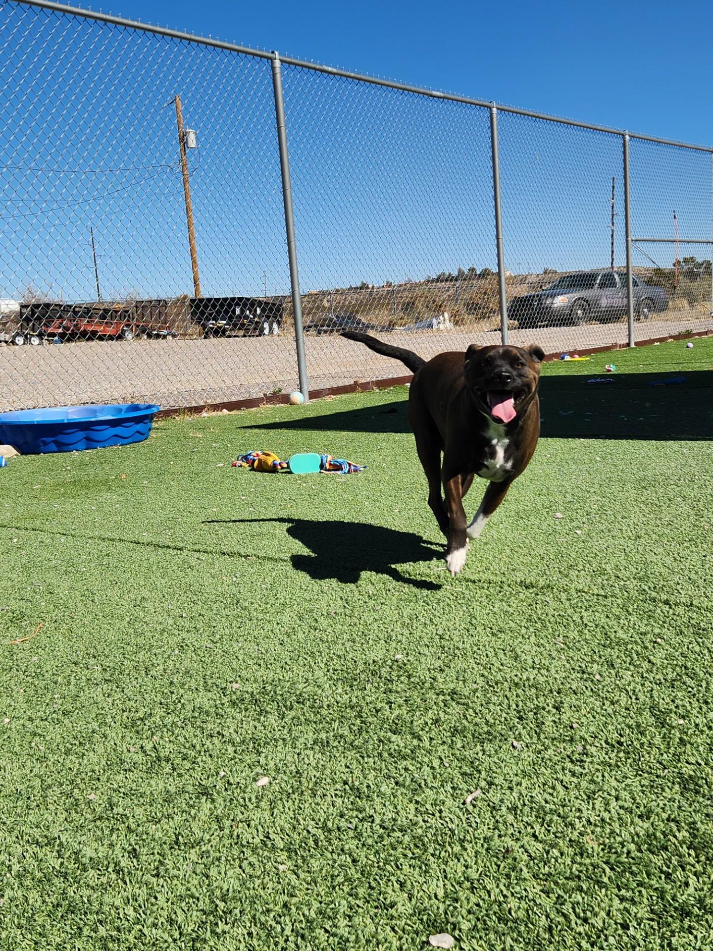 Razzel, a ADOPTABLE mixed breed in Truth or Consequences , NM image 2/6