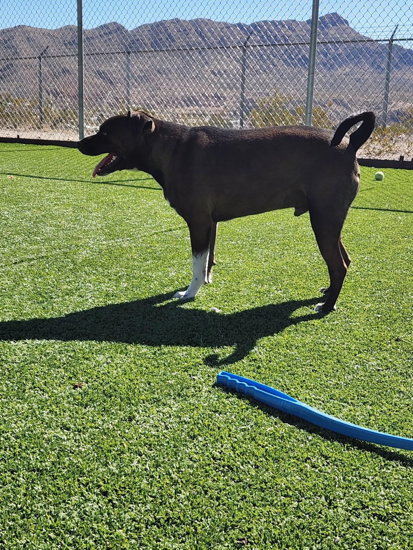 Razzel, ADOPTABLE, Adult Male Beagle & Chihuahua.