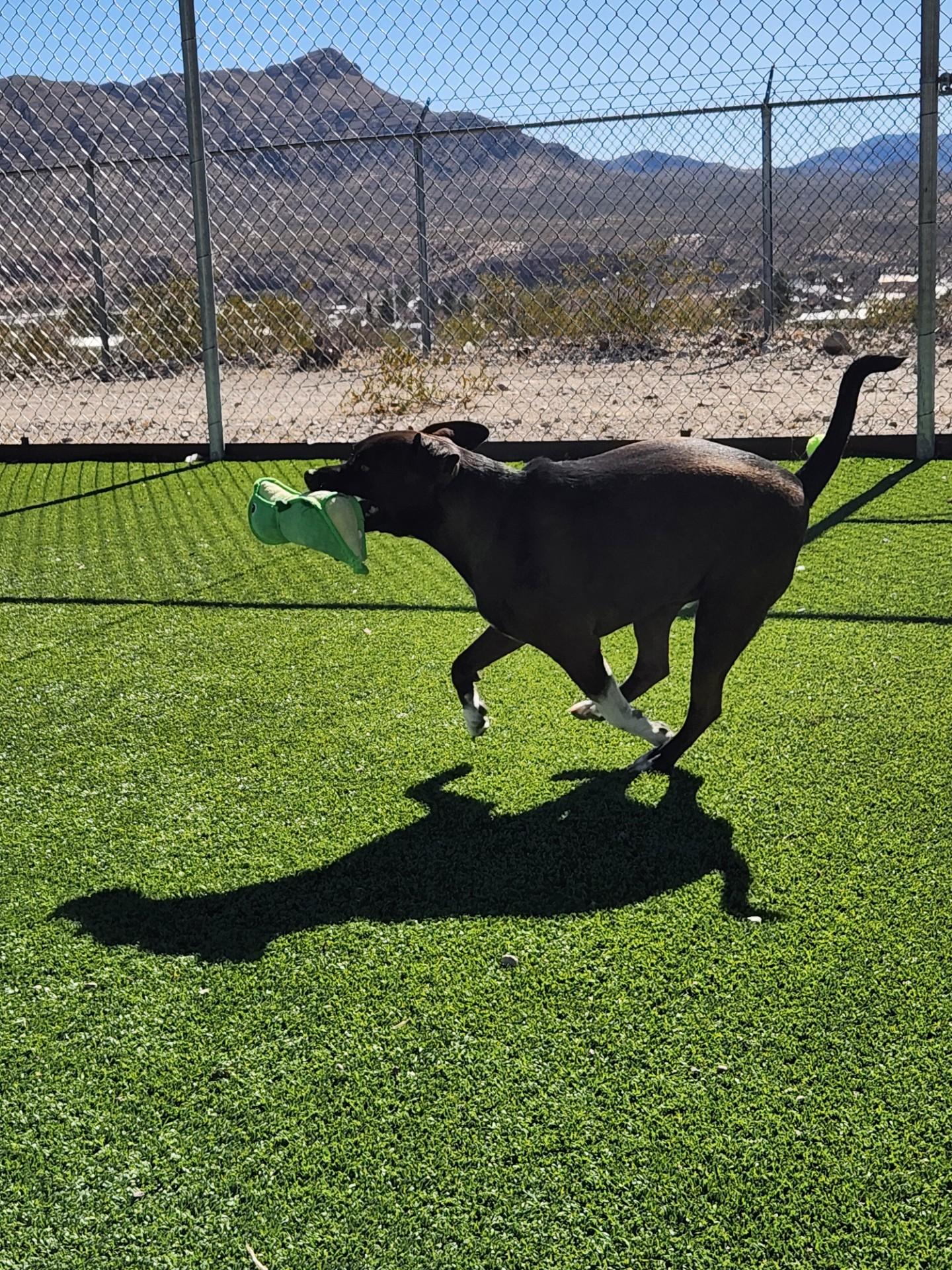 Razzel, a ADOPTABLE mixed breed in Truth or Consequences , NM image 6/6