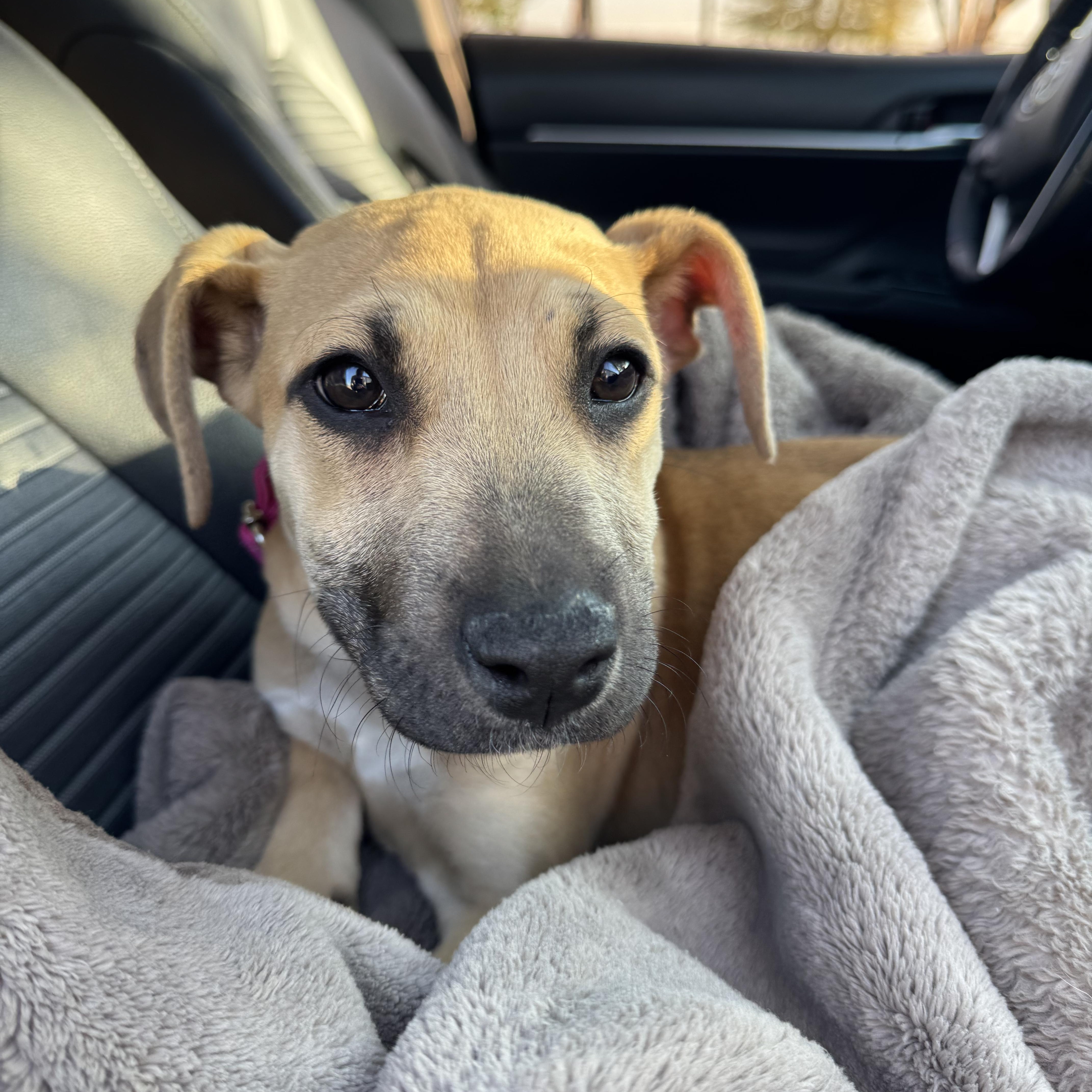 Enlarge MILLIE!, an adopted Shepherd in Westminster, CO image 2/6