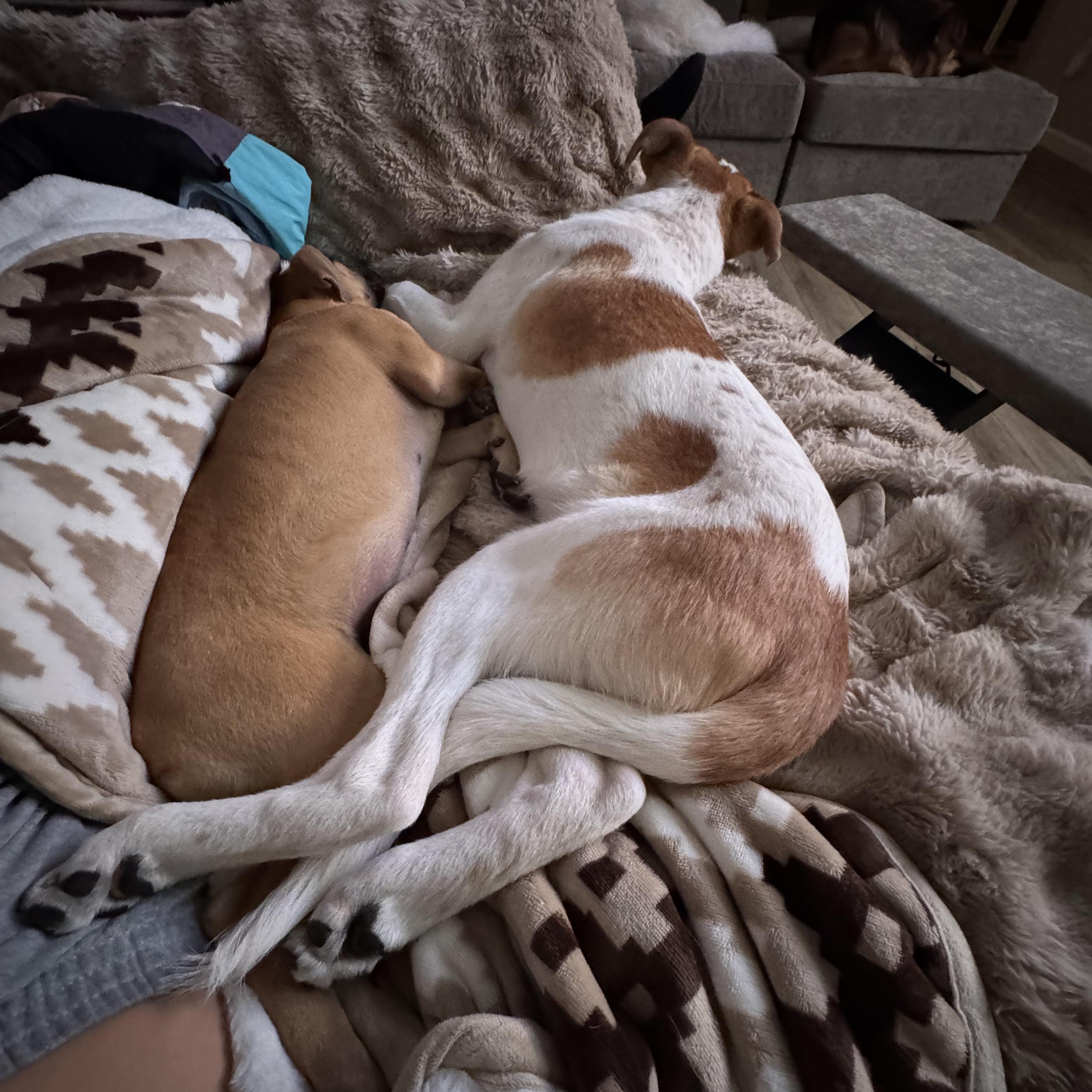 Enlarge MILLIE!, an adopted Shepherd in Westminster, CO image 6/6