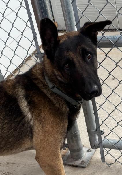 Enlarge Hayabusa, a Adoptable Mixed Breed in Dearborn, MI image 1/3
