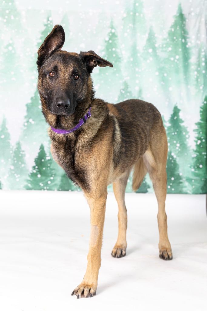 Enlarge Hayabusa, a Adoptable Mixed Breed in Dearborn, MI image 3/3