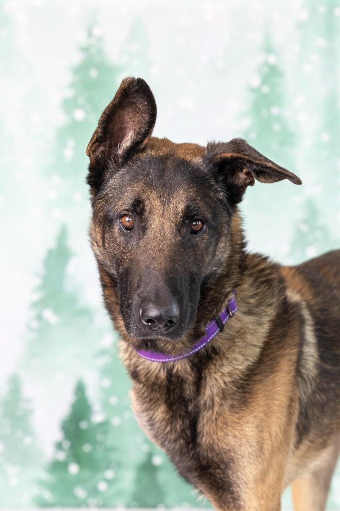 Hayabusa, Adoptable, Adult Male Mixed Breed.