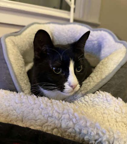 Enlarge Binx, a Adoptable Domestic Short Hair in Neenah, WI image 1/3