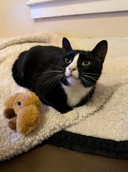 Binx, Adoptable, Young Female Domestic Short Hair & Domestic Short Hair.