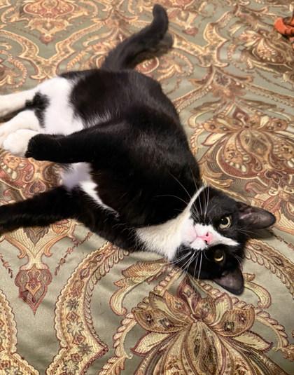 Enlarge Binx, a Adoptable Domestic Short Hair in Neenah, WI image 2/3