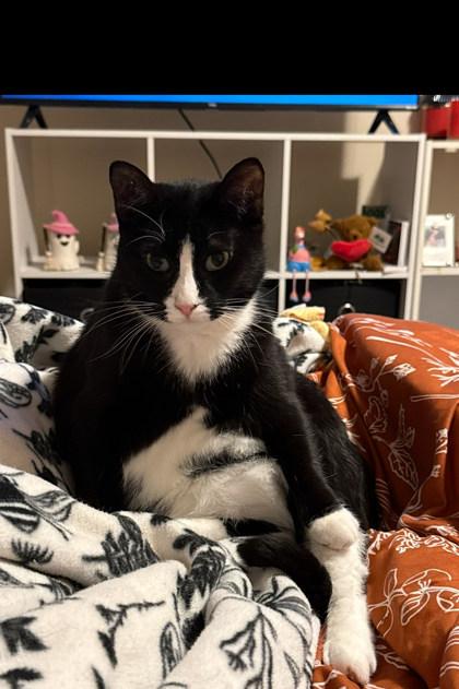 Enlarge Binx, a Adoptable Domestic Short Hair in Neenah, WI image 3/3