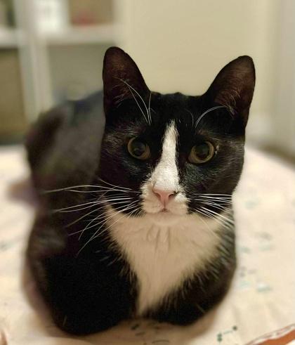 Enlarge Binx, a Adoptable Domestic Short Hair in Neenah, WI image 2/3