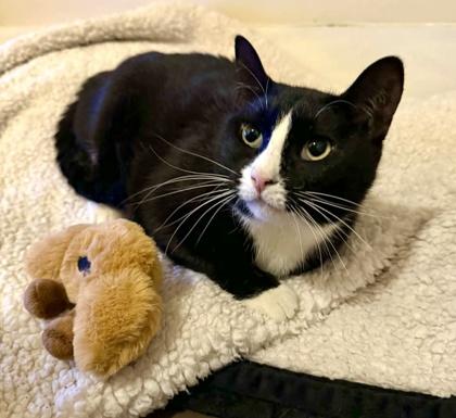 Enlarge Binx, a Adoptable Domestic Short Hair in Neenah, WI image 3/3