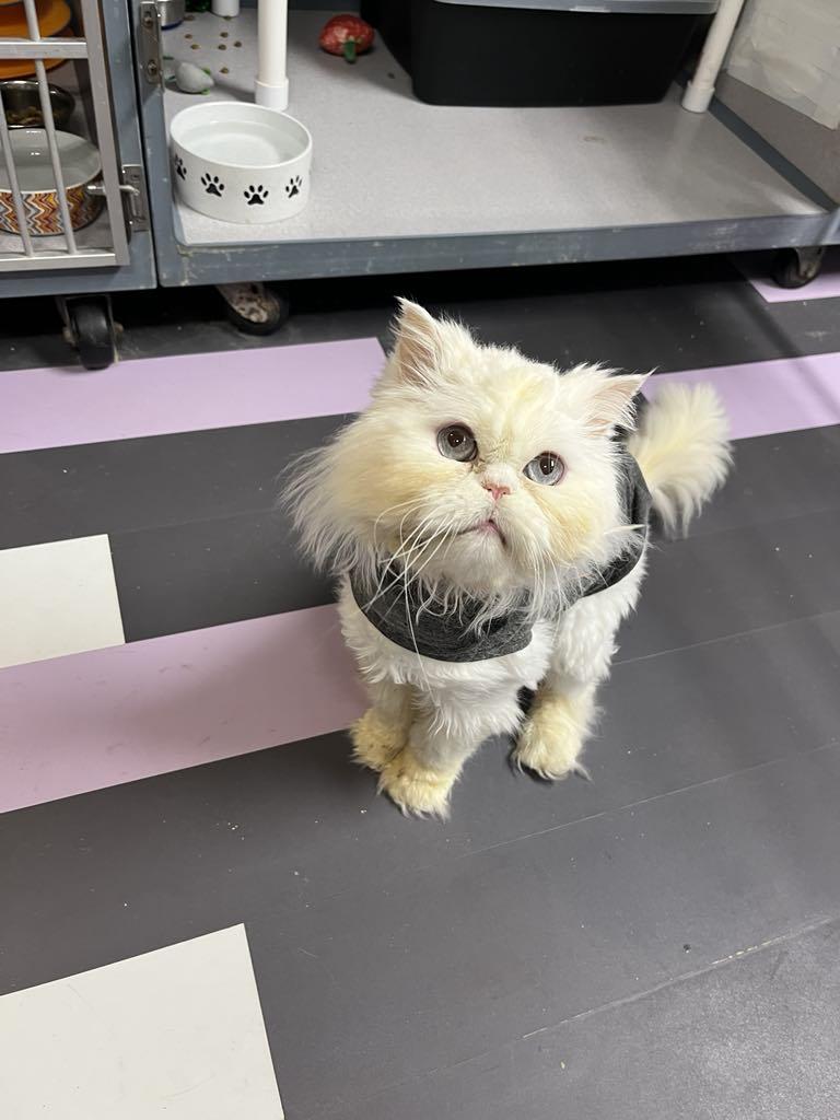 Alfredo — thumbnail 2