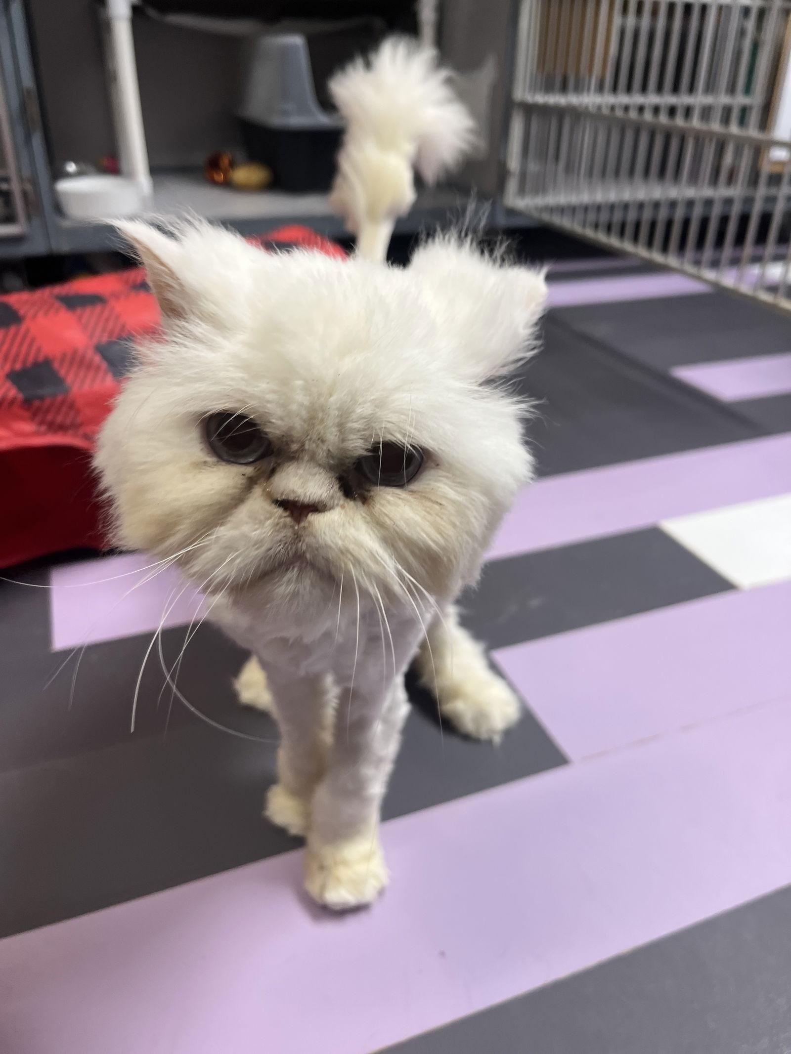 Alfredo — thumbnail 3