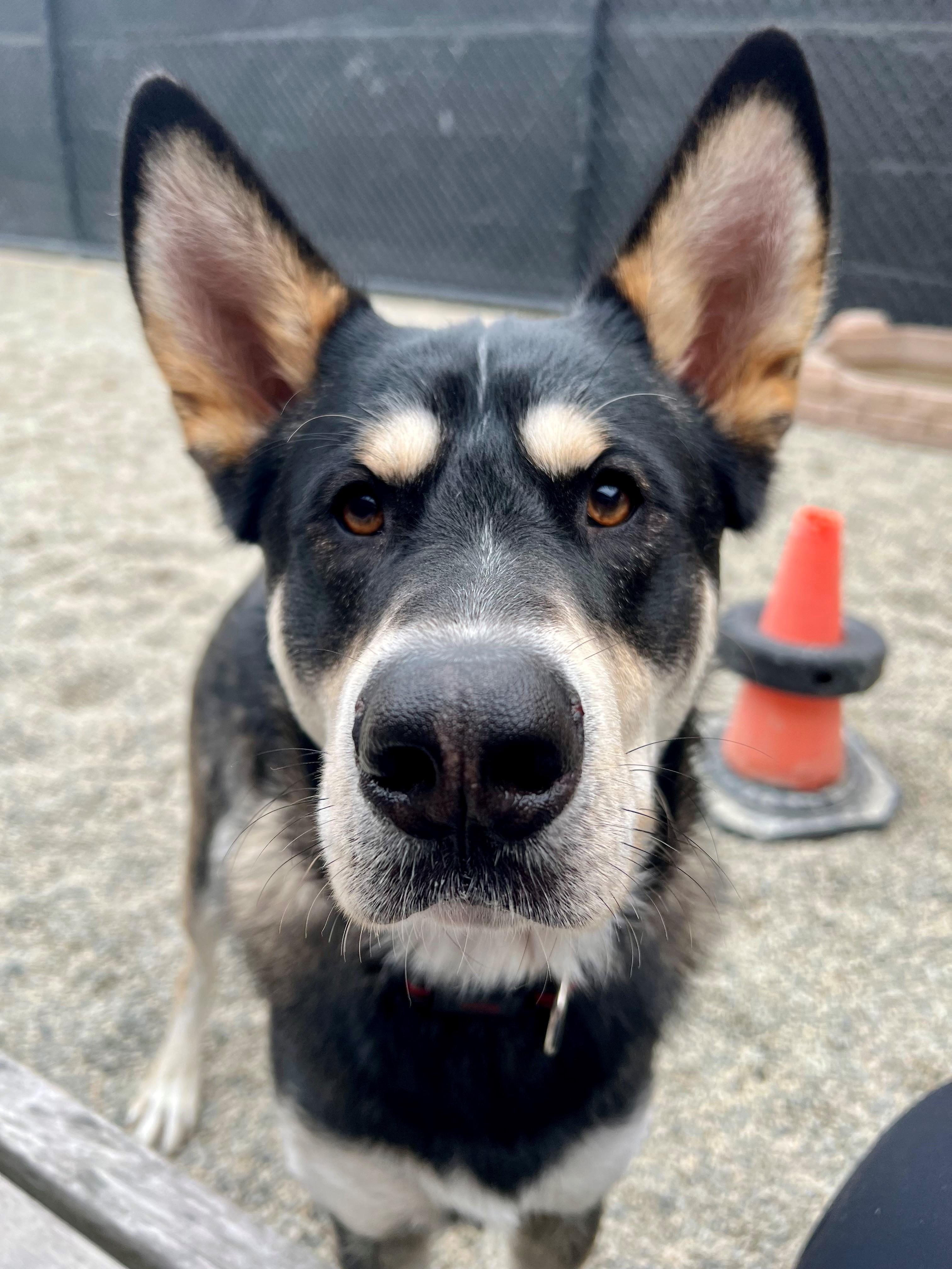 Chance, a Adoptable mixed breed in New Westminster, BC image 1/2