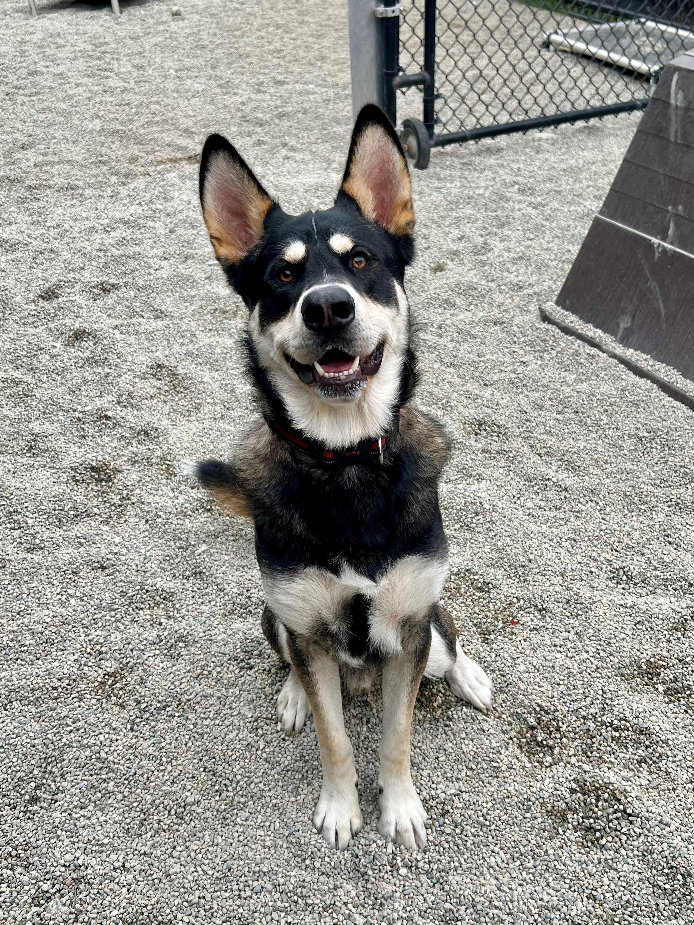 Chance, a Adoptable mixed breed in New Westminster, BC image 2/2