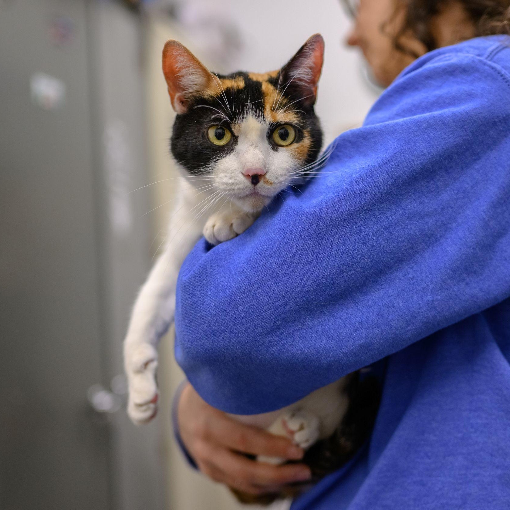 Enlarge SADIE MAE, a ADOPTABLE Calico in Hamilton, NJ image 3/4