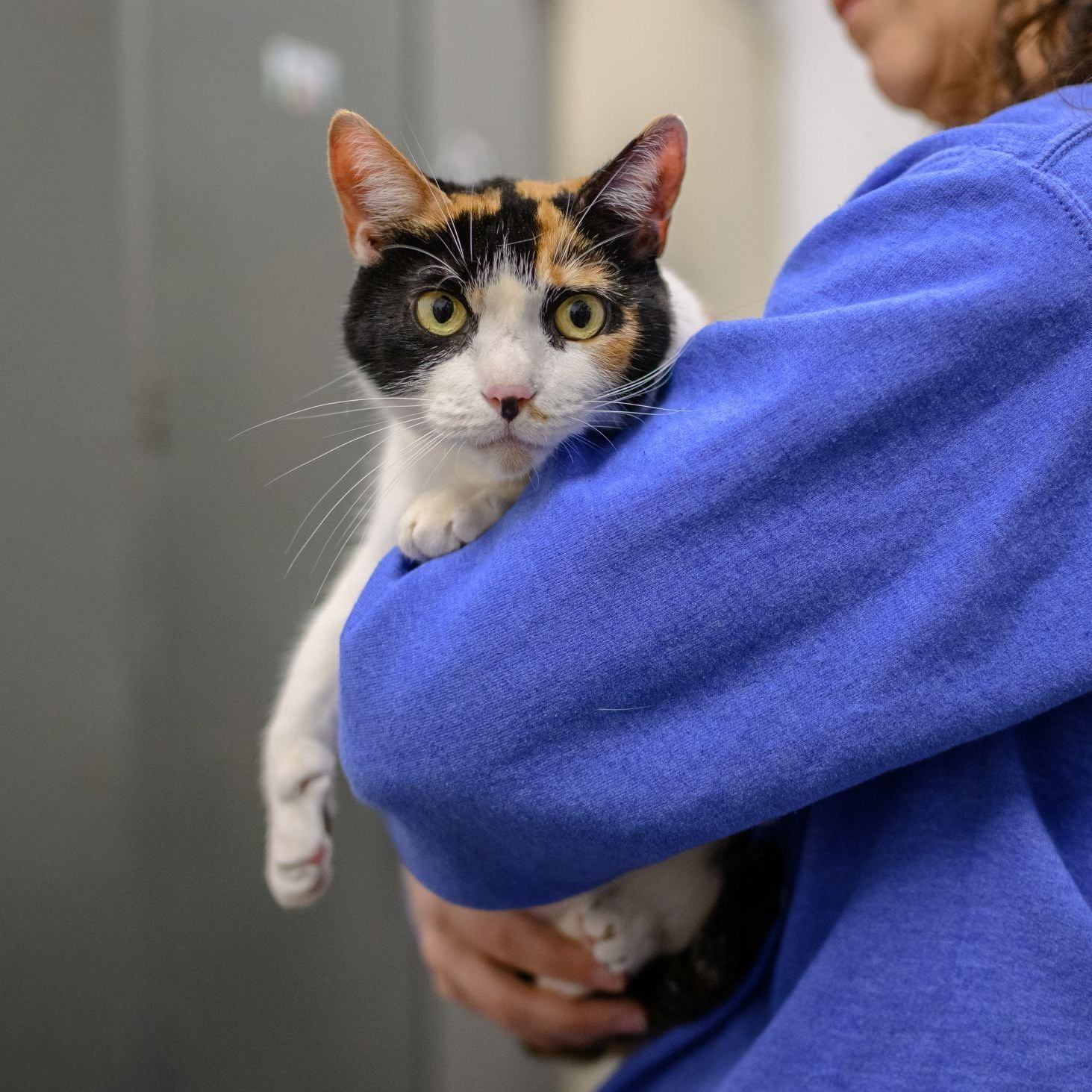 Enlarge SADIE MAE, a ADOPTABLE Calico in Hamilton, NJ image 1/4