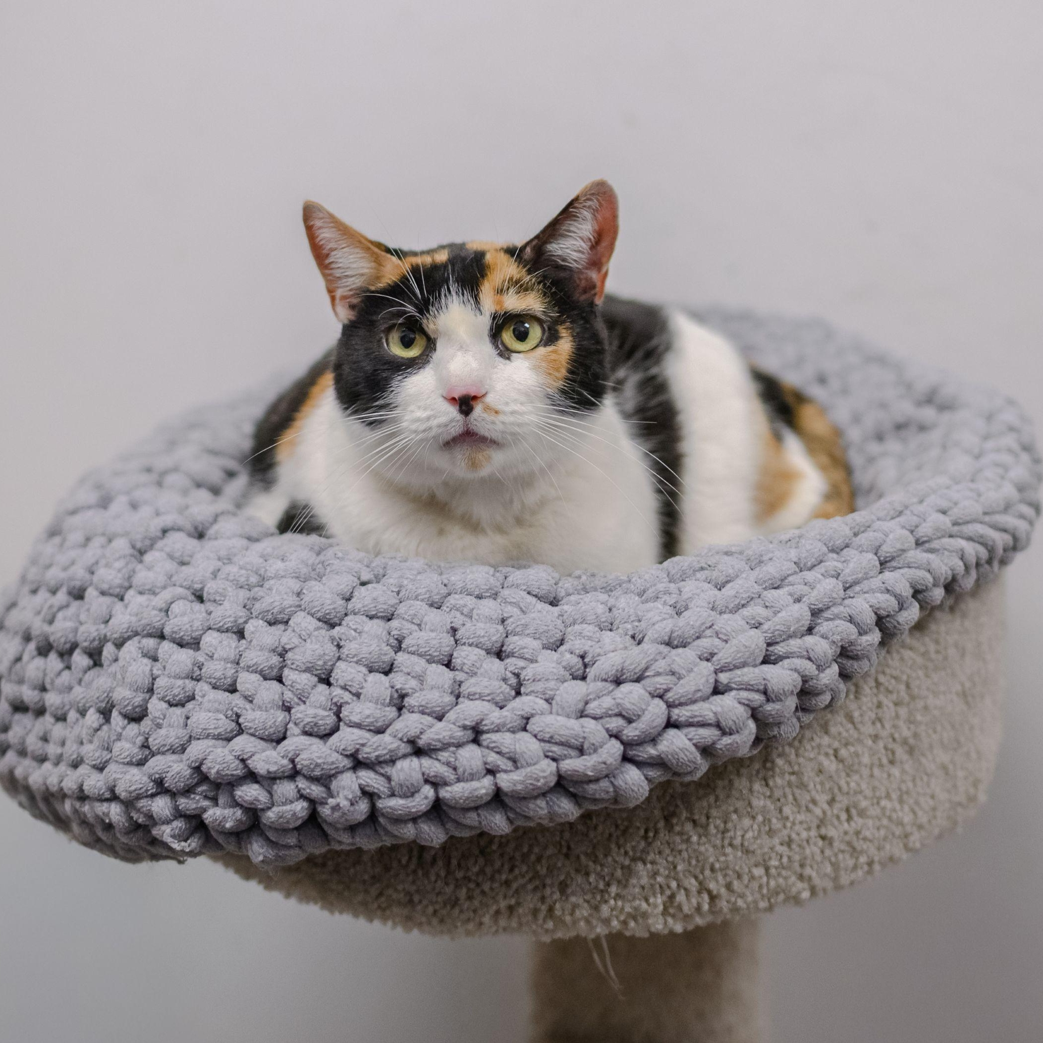 Enlarge SADIE MAE, a ADOPTABLE Calico in Hamilton, NJ image 2/4