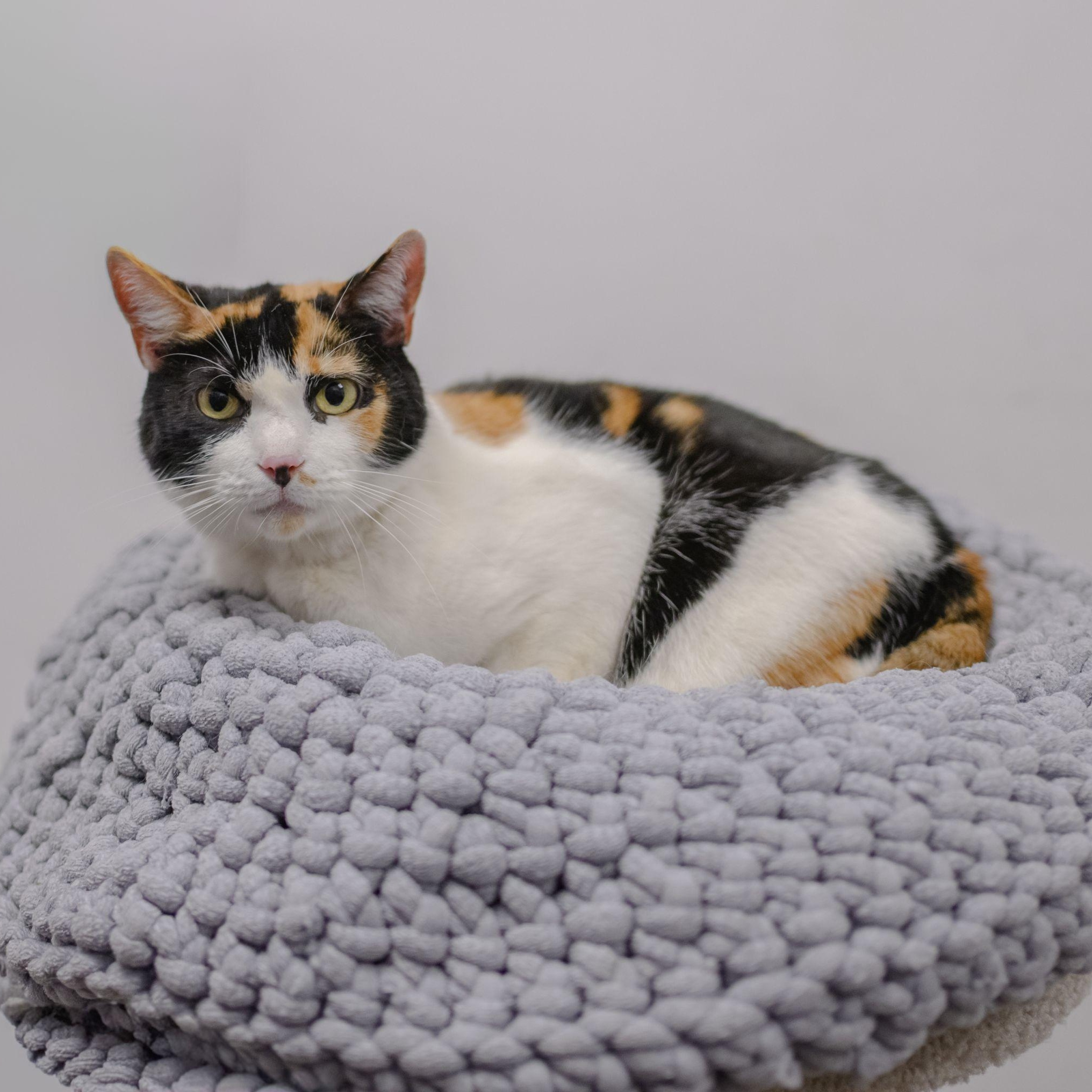 Enlarge SADIE MAE, a ADOPTABLE Calico in Hamilton, NJ image 4/4