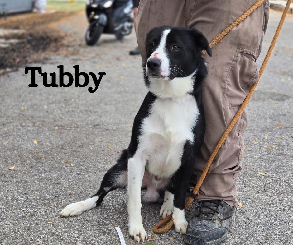 Tubby and Bandit, adopted, Young Male Border Collie & Shepherd.