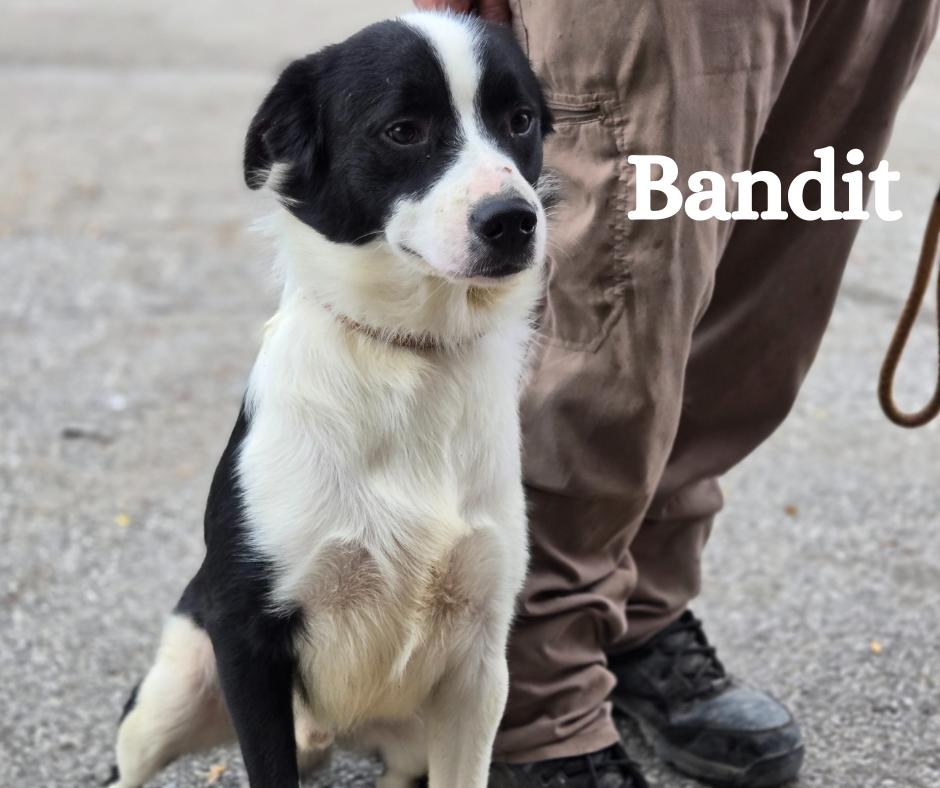 Tubby and Bandit, adopted, Young Male Border Collie & Shepherd.