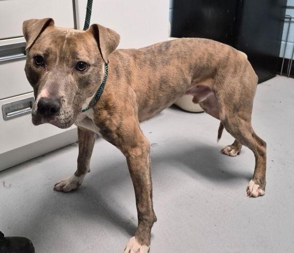 Pen 208 Bravo, Adoptable, Young Male Pit Bull Terrier.