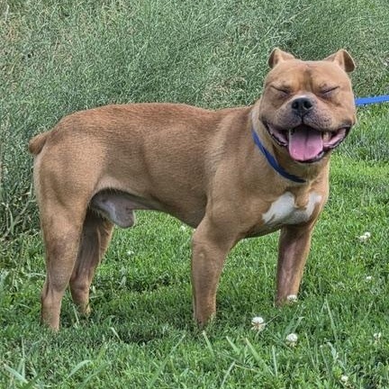 Augie, a Adoptable mixed breed in Elmhurst, IL image 2/3