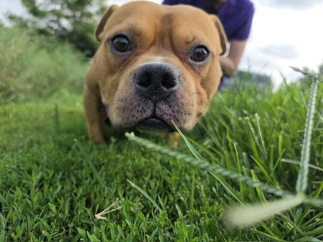 Augie, a Adoptable mixed breed in Elmhurst, IL image 3/3