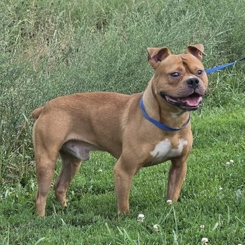 Augie, Adoptable, Adult Male American Bully.
