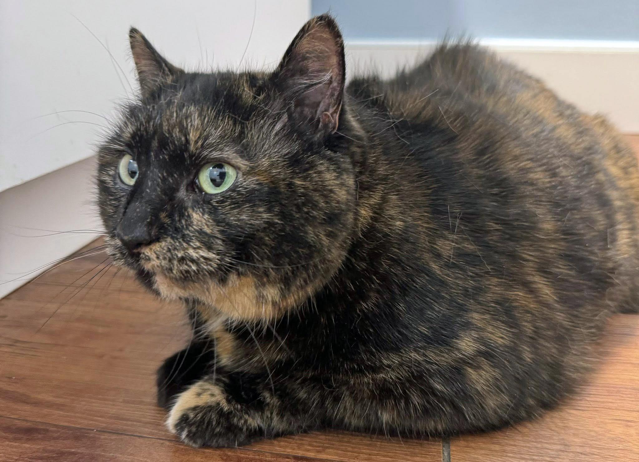 Enlarge Dandelion, an adopted Domestic Short Hair in Morgantown, WV image 3/4