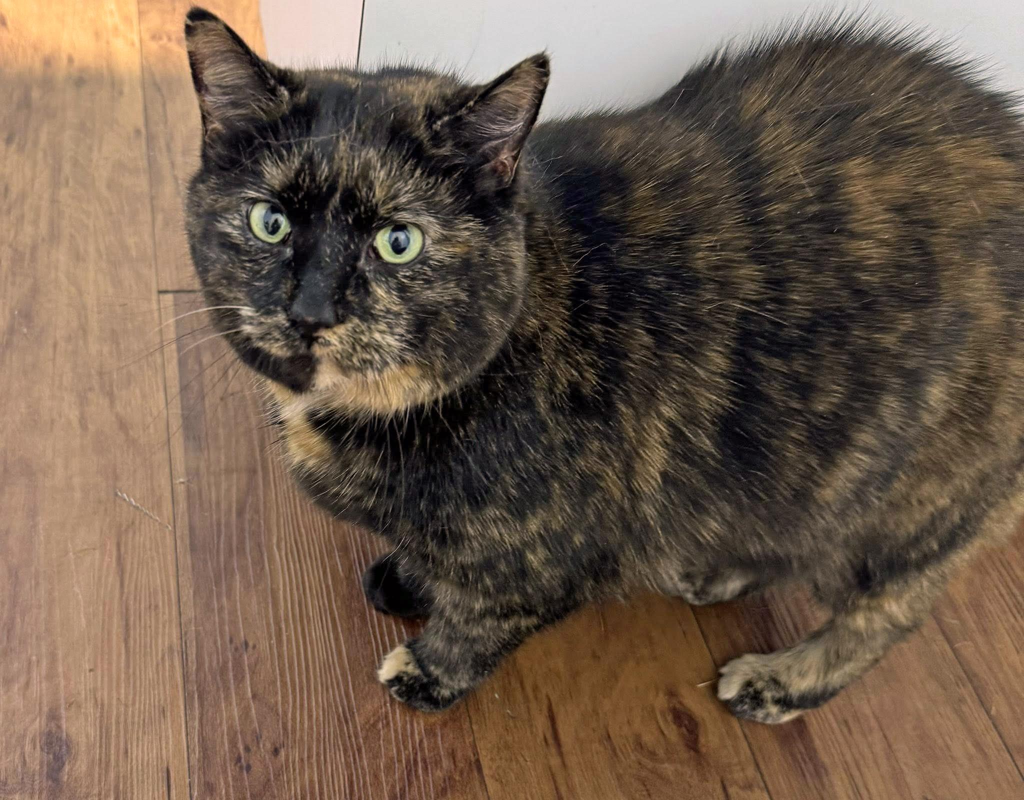 Enlarge Dandelion, an adopted Domestic Short Hair in Morgantown, WV image 4/4