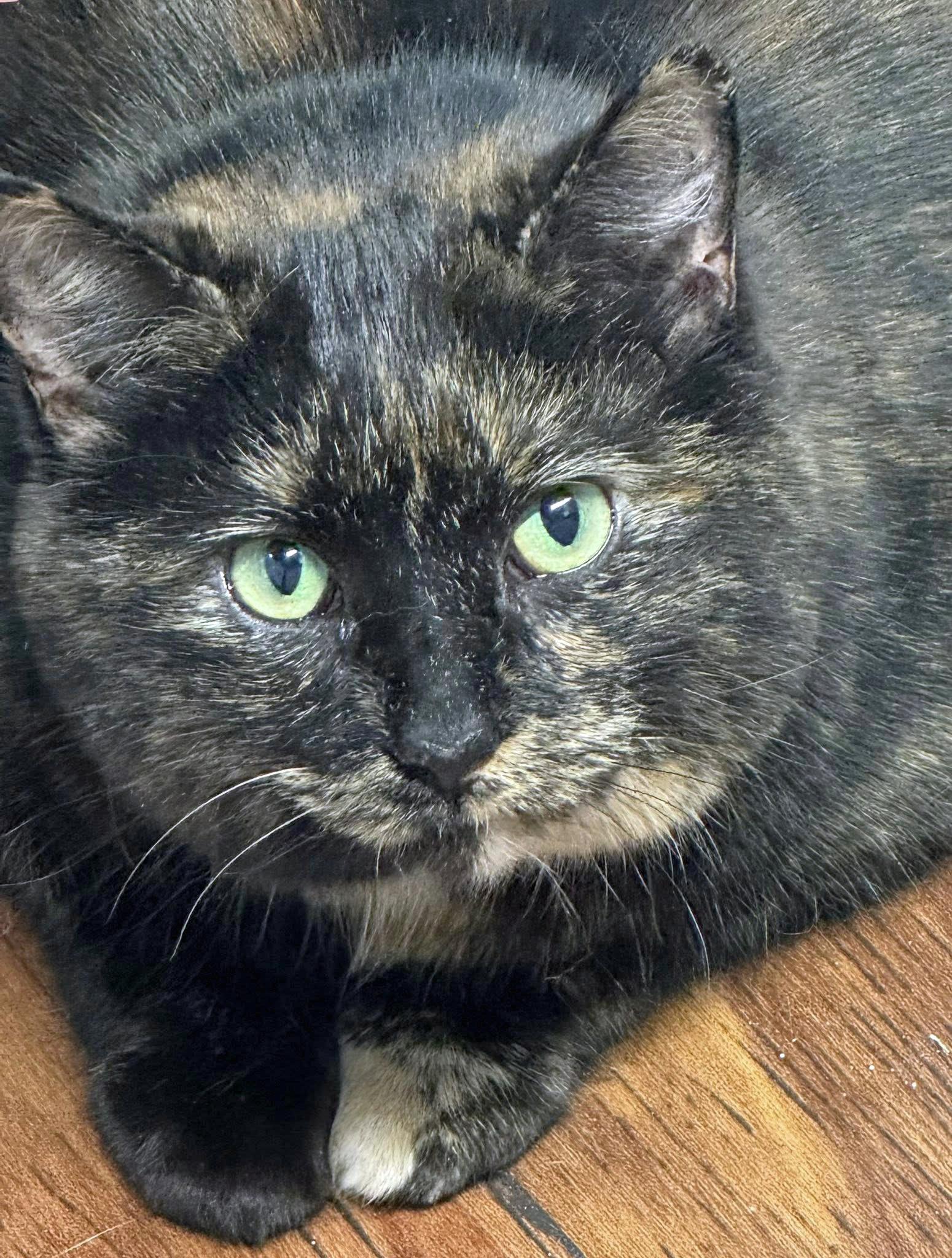 Dandelion, adopted, Adult Female Domestic Short Hair.