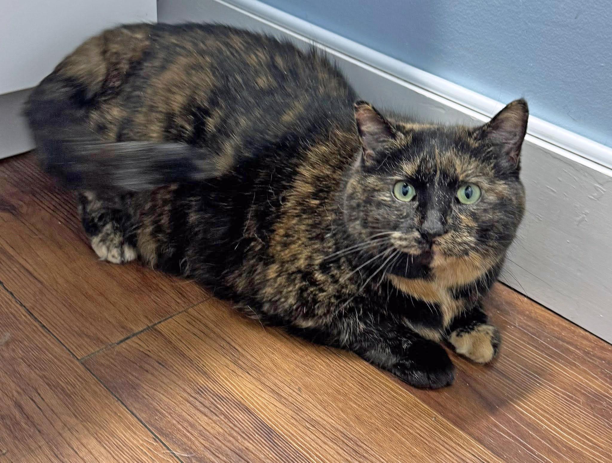 Enlarge Dandelion, an adopted Domestic Short Hair in Morgantown, WV image 2/4