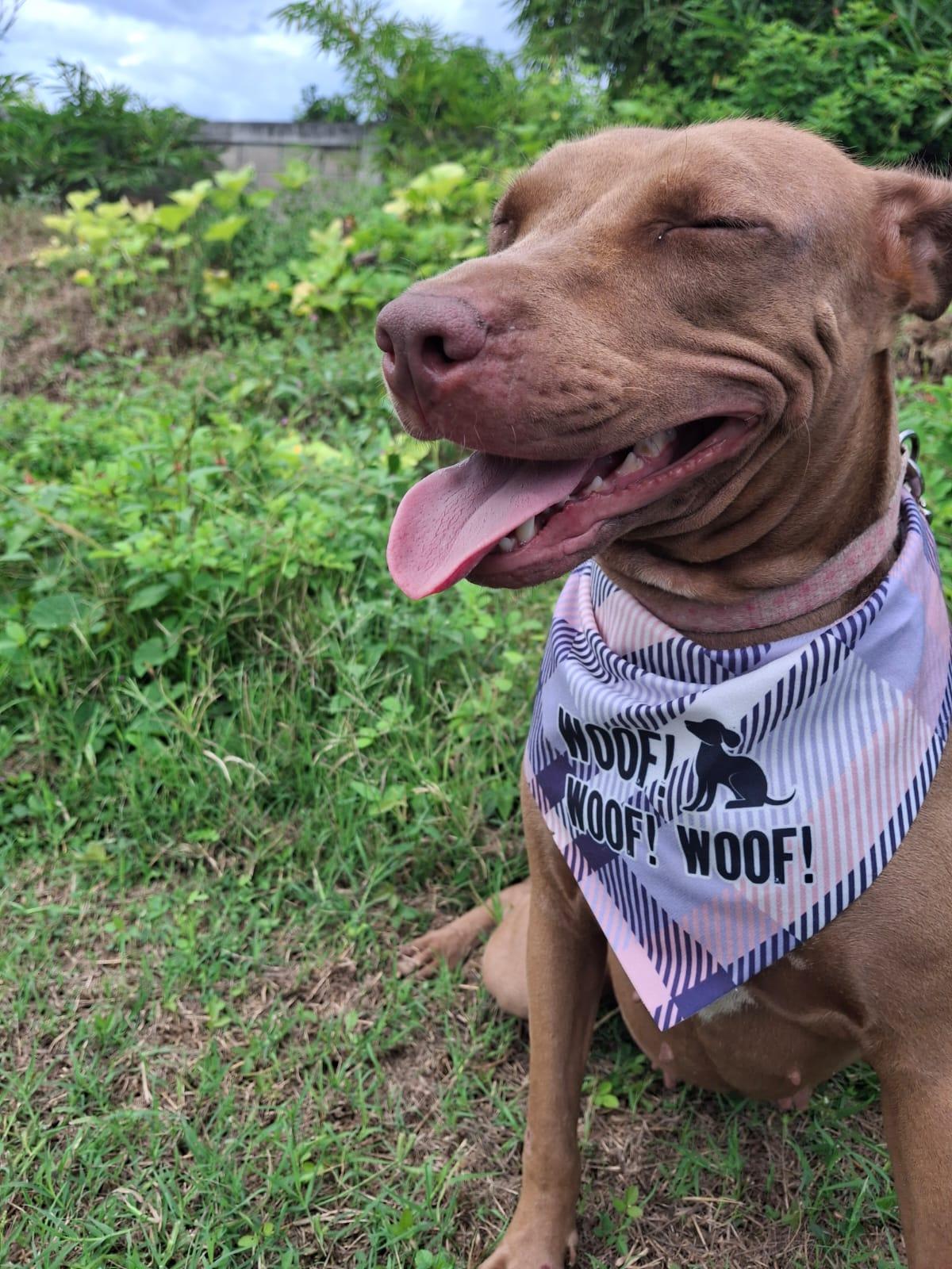 Esmeralda, Adoptable, Adult Female Mixed Breed.