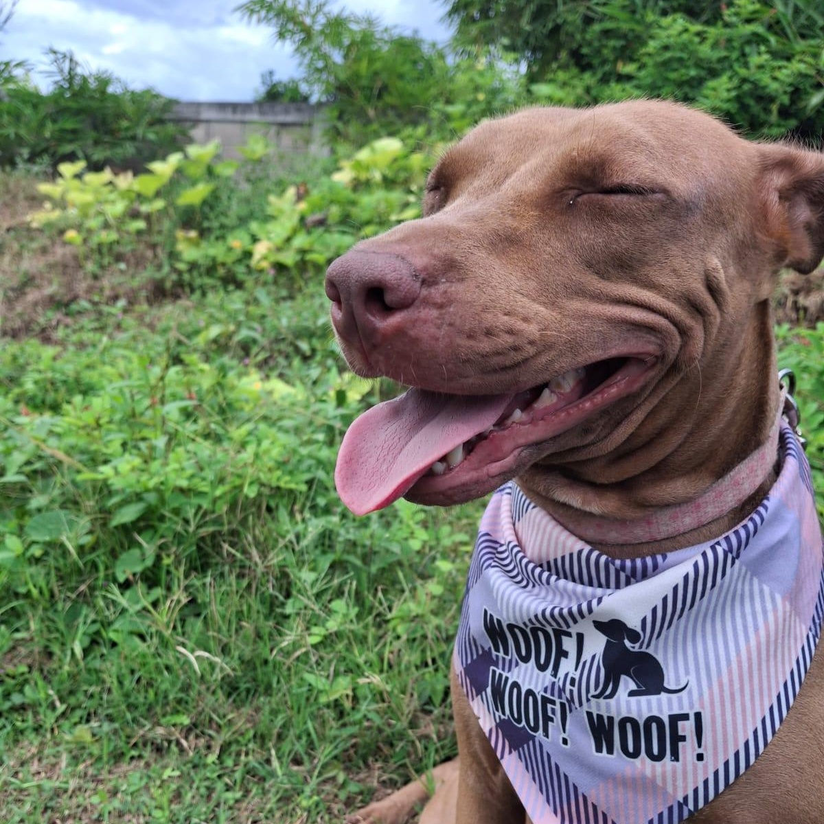 Enlarge Esmeralda, a Adoptable mixed breed in Vancouver, BC image 1/6