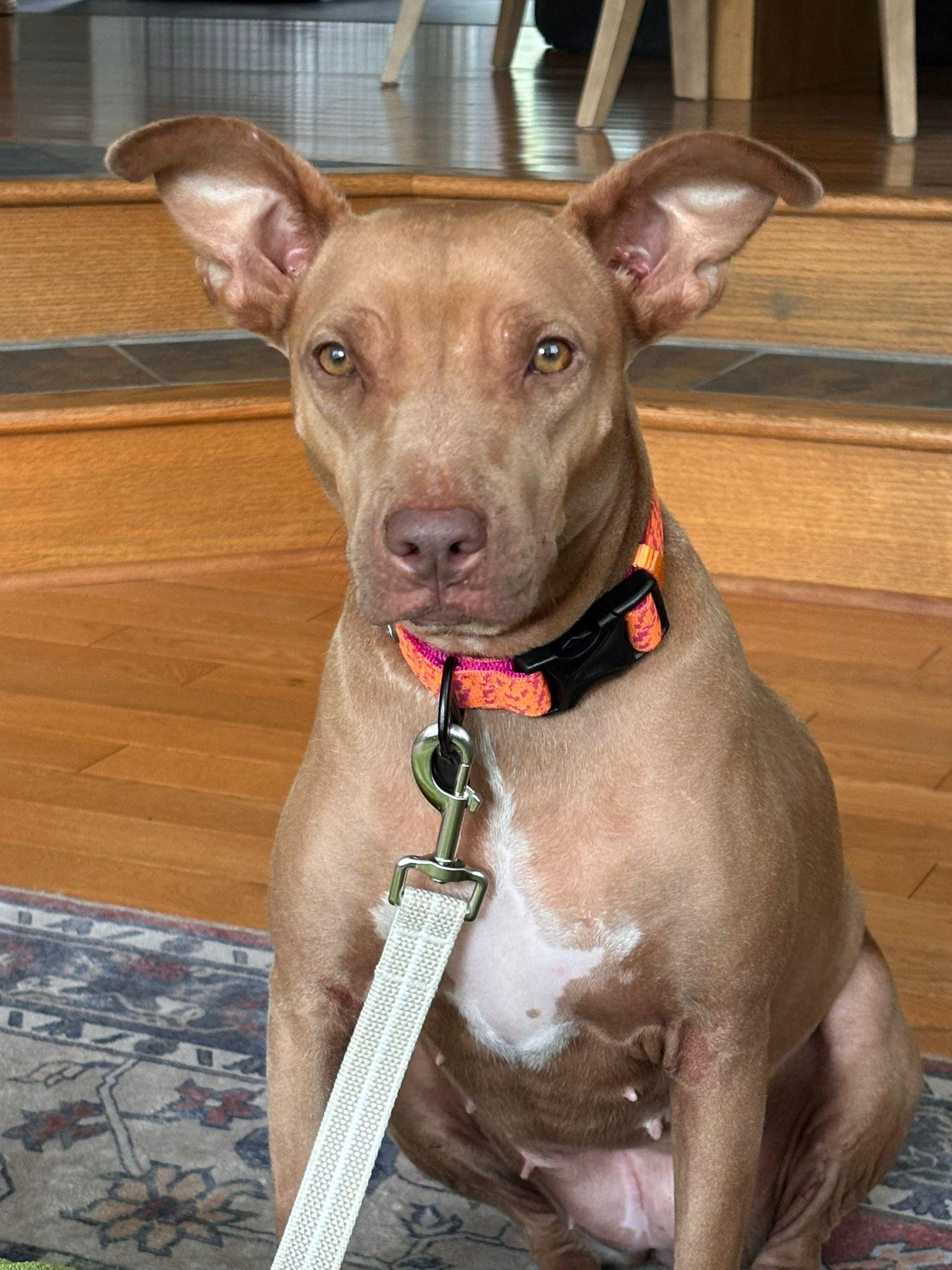 Enlarge Esmeralda, a Adoptable mixed breed in Victoria, BC image 2/6