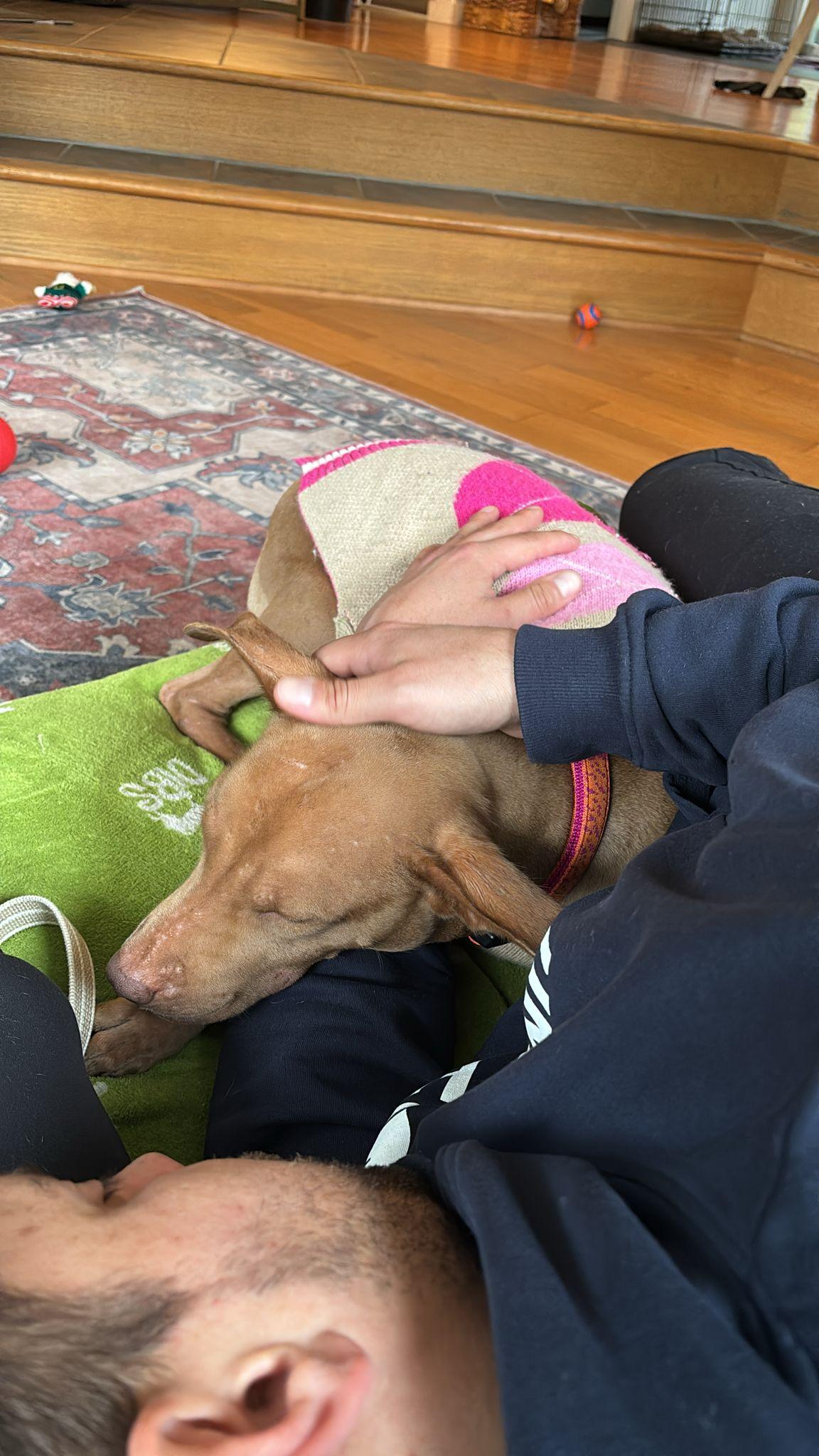 Enlarge Esmeralda, a Adoptable mixed breed in Victoria, BC image 5/6