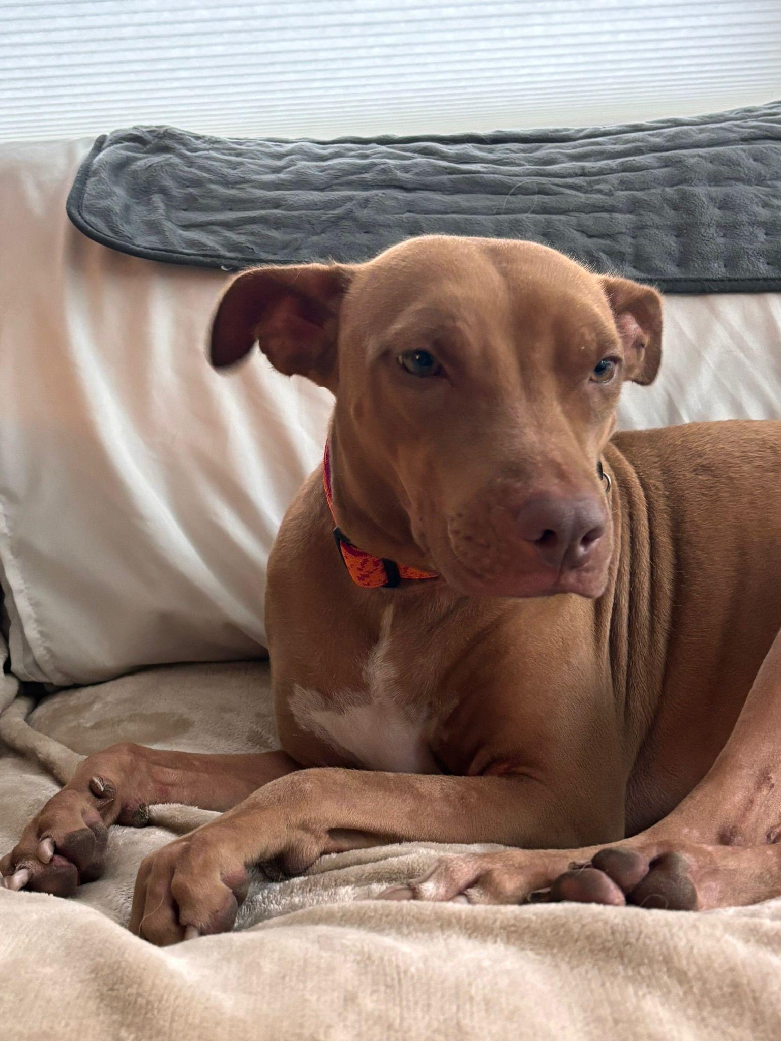 Enlarge Esmeralda, a Adoptable mixed breed in Victoria, BC image 4/6